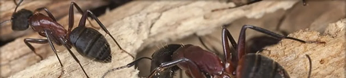 Close-up of ants on wood showing an active ant infestation in Buffalo, NY