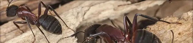 Close-up of ants on wood showing an active ant infestation in Buffalo, NY