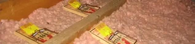 Mouse traps placed in an attic for rodent control in Buffalo, NY