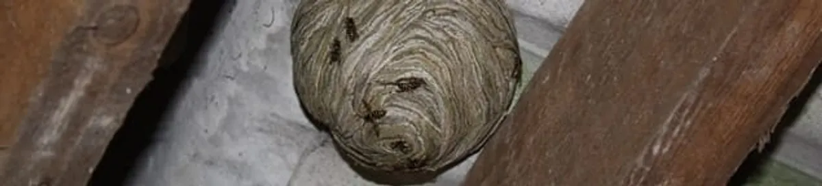 Wasp nest in an attic space, a common home infestation risk in Buffalo, NY