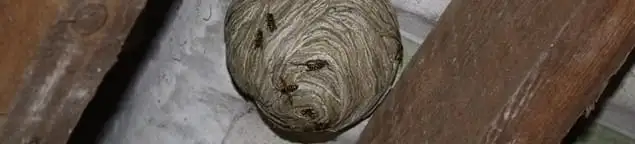 Wasp nest in an attic space, a common home infestation risk in Buffalo, NY