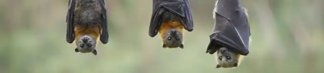 Bats roosting together, a common sign of a bat infestation in Buffalo, NY