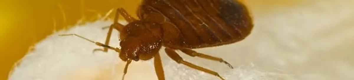Close-up of a bed bug, a sign of an active infestation in Buffalo, NY