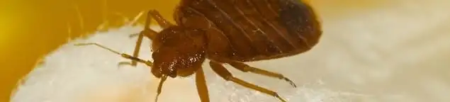 Close-up of a bed bug, a sign of an active infestation in Buffalo, NY