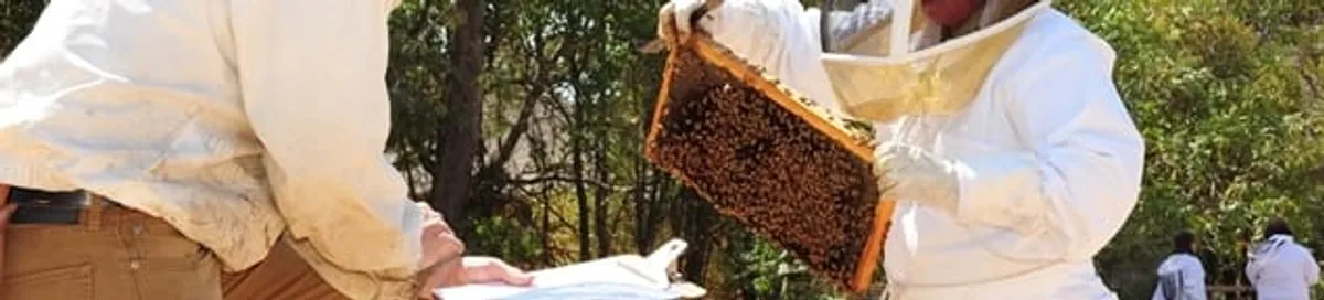 Bee removal specialists relocating a hive and honeycomb safely in Buffalo, NY