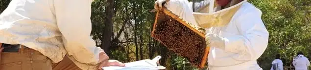 Bee removal specialists relocating a hive and honeycomb safely in Buffalo, NY