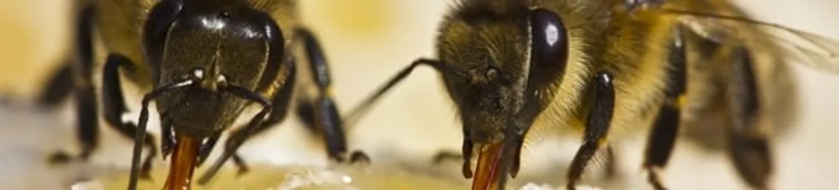 Close-up of honey bees, a sign of a nearby hive in Buffalo, NY