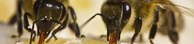 Close-up of honey bees, a sign of a nearby hive in Buffalo, NY