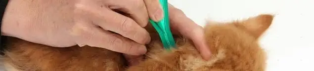 Flea treatment for pets using a flea comb, a sign of flea problems in Buffalo, NY