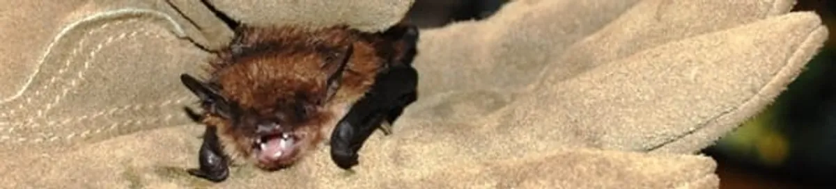 Bat removal specialist holding a bat safely during humane exclusion in Buffalo, NY