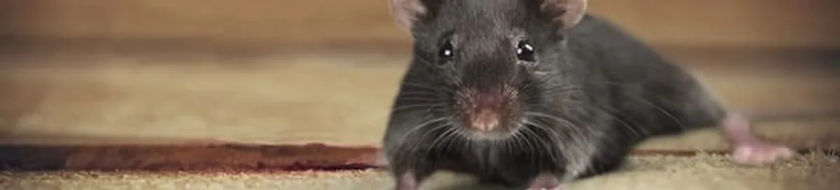 Mouse indoors, a common sign of a rodent infestation in Buffalo, NY