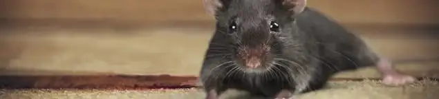 Mouse indoors, a common sign of a rodent infestation in Buffalo, NY