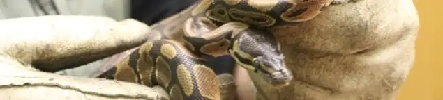 Snake removal specialist safely handling a snake with protective gloves in Buffalo, NY