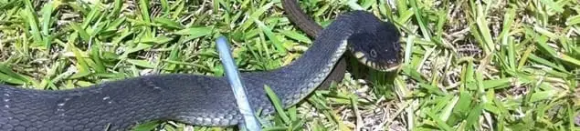 Snake in a yard, a common sign of a snake problem near a home in Buffalo, NY