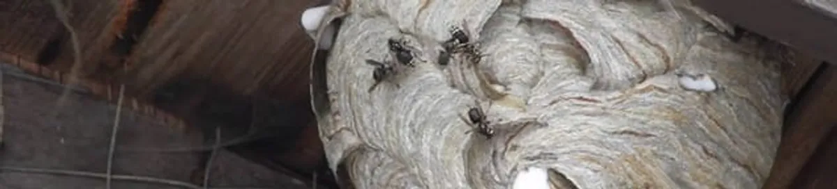 Close-up of a wasp nest with active wasps, a sign of an infestation in Buffalo, NY