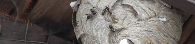 Close-up of a wasp nest with active wasps, a sign of an infestation in Buffalo, NY